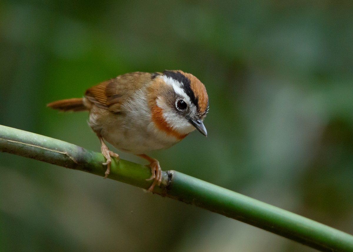 Rufous-throated Fulvetta - ML434997651