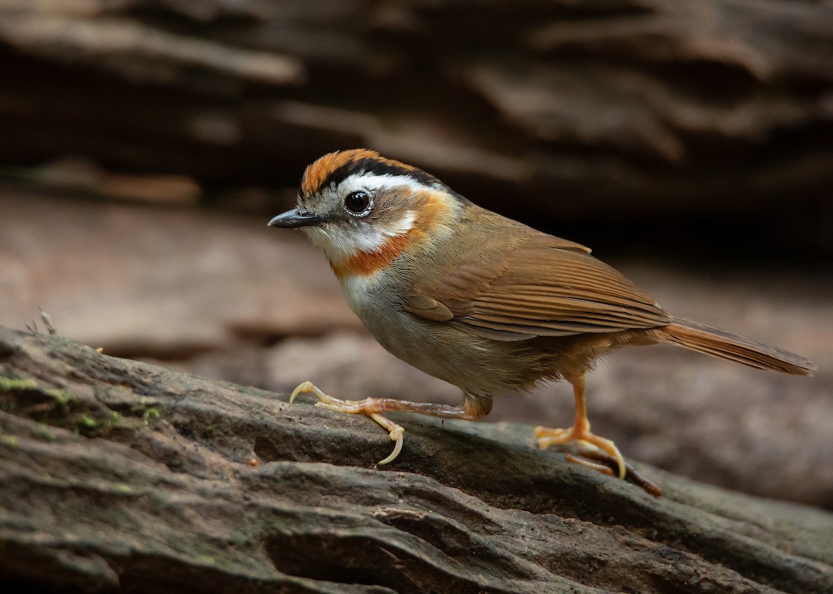 Rufous-throated Fulvetta - ML434997671