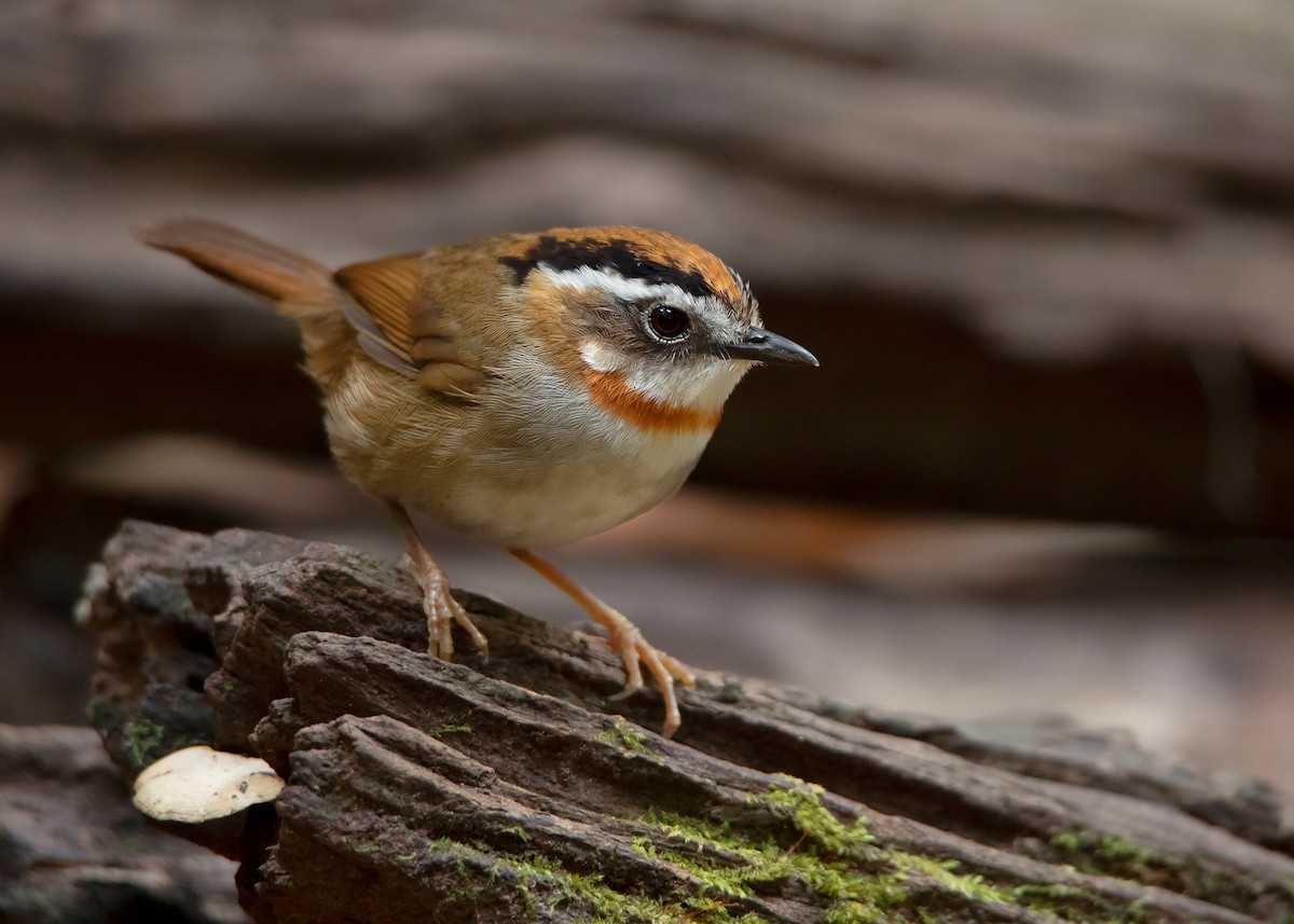 Rufous-throated Fulvetta - ML434997681