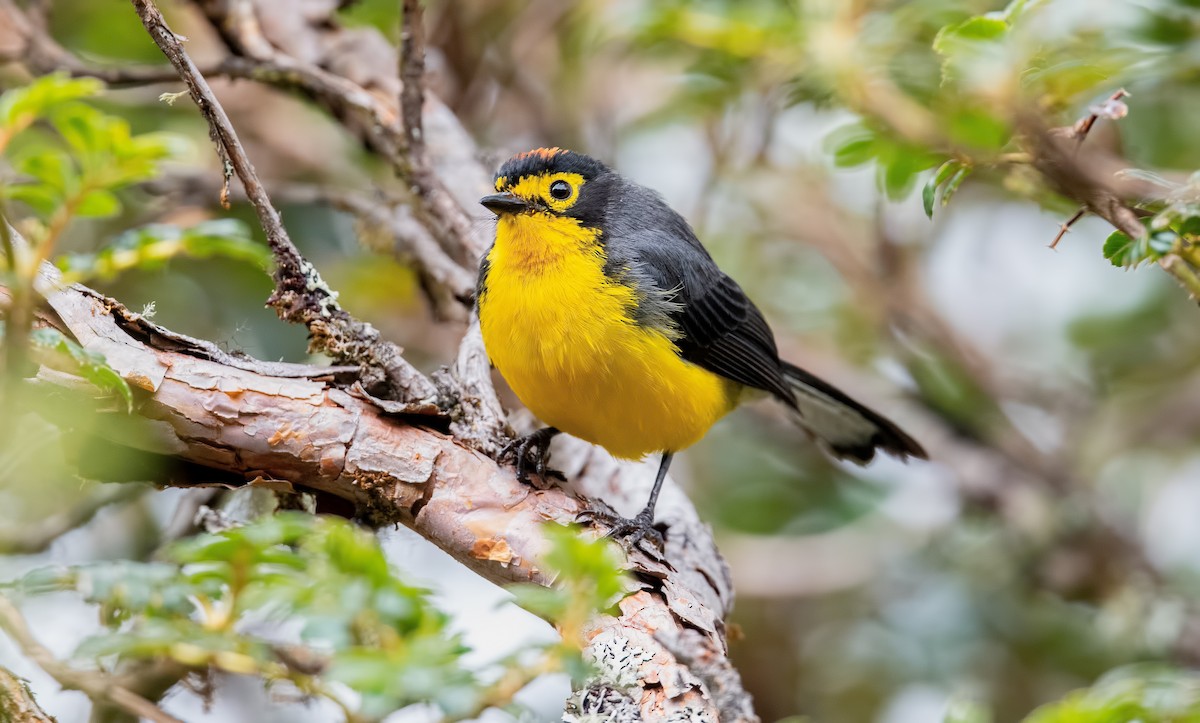 Spectacled Redstart - Shailesh Pinto