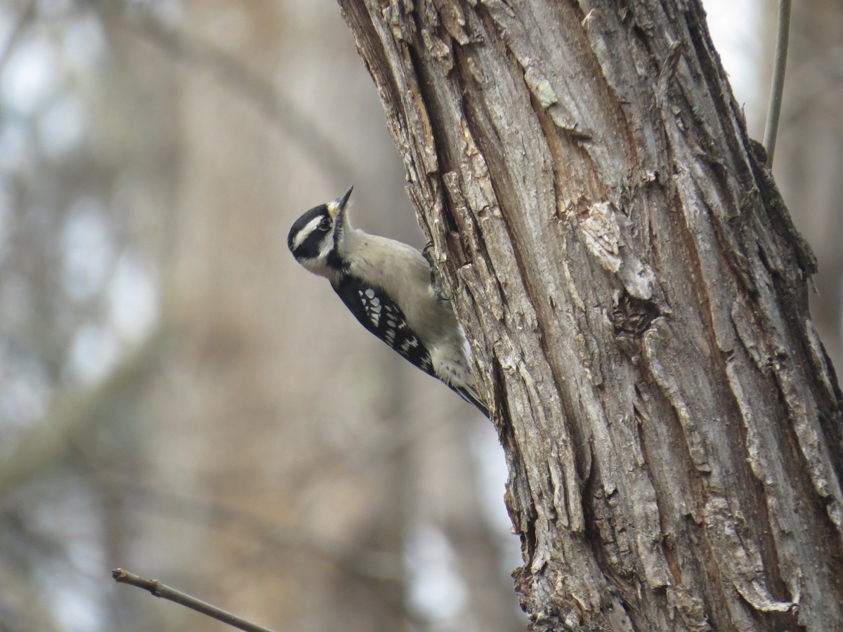 Downy Woodpecker - ML43499801