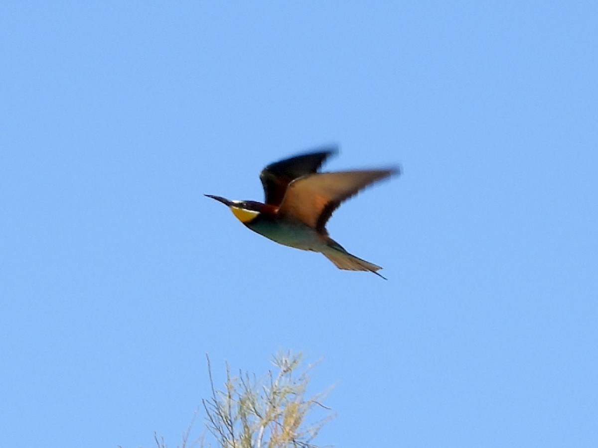European Bee-eater - ML434998691