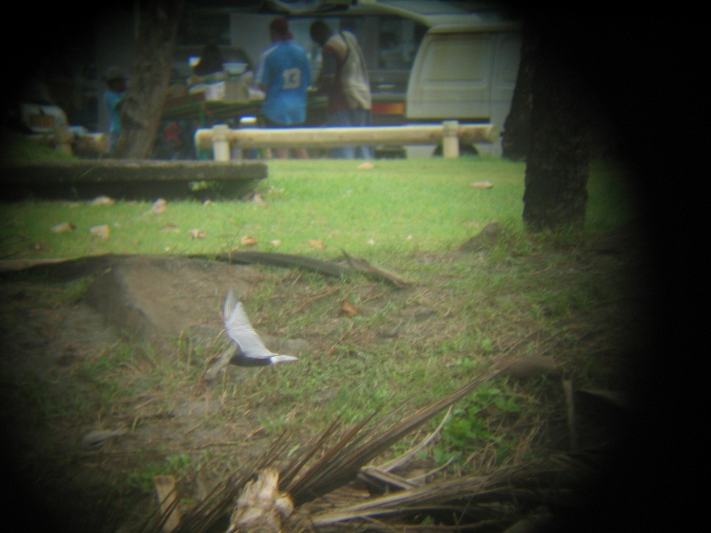 Black Tern - ML435001081