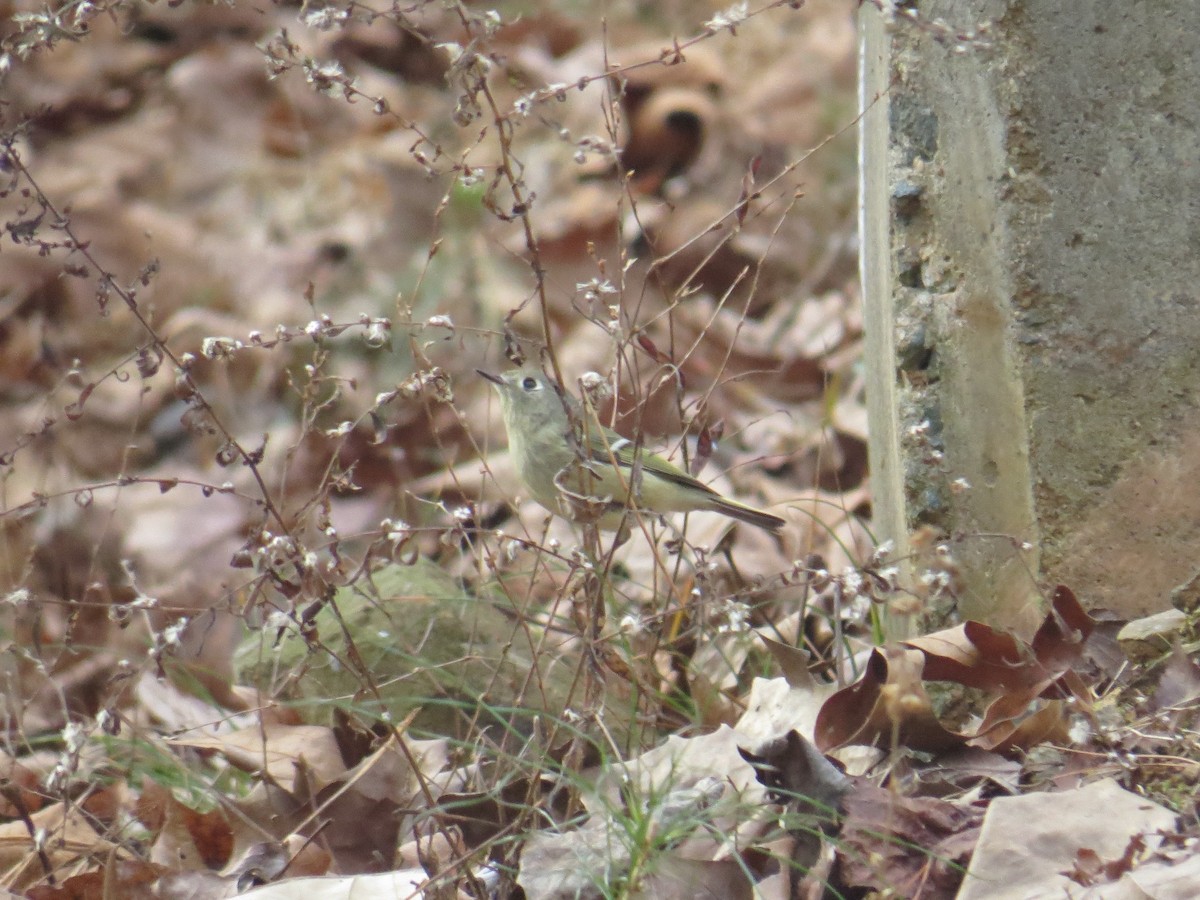 Ruby-crowned Kinglet - ML43500121