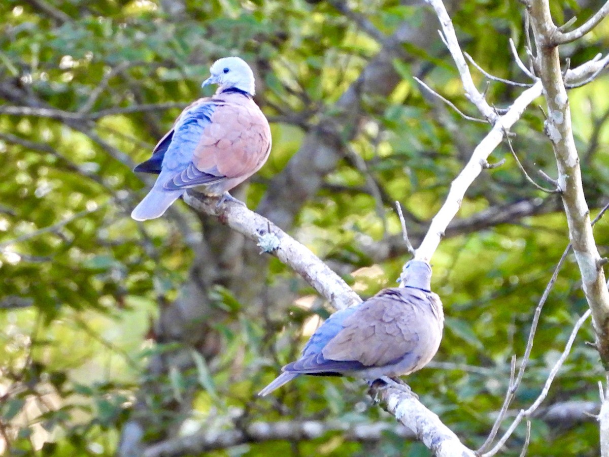 Red Collared-Dove - GARY DOUGLAS