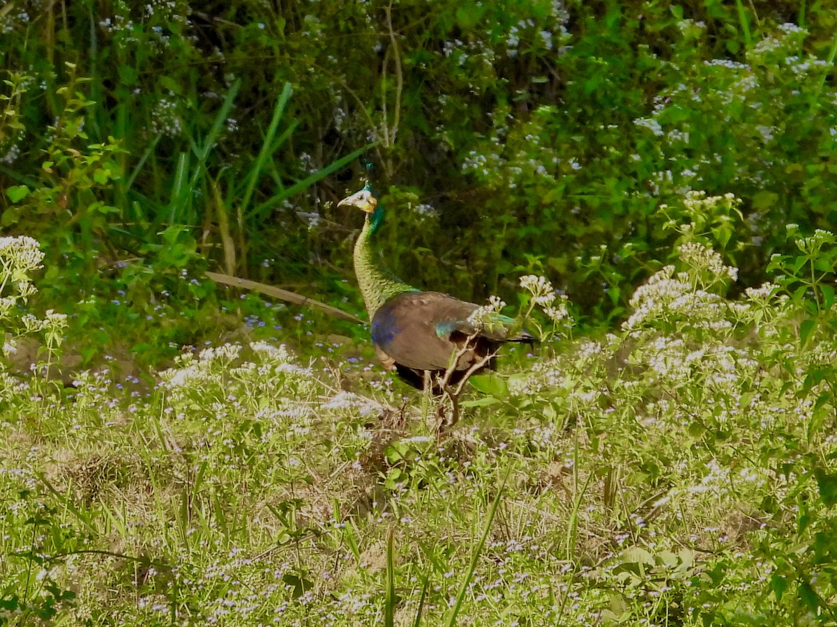 Green Peafowl - GARY DOUGLAS