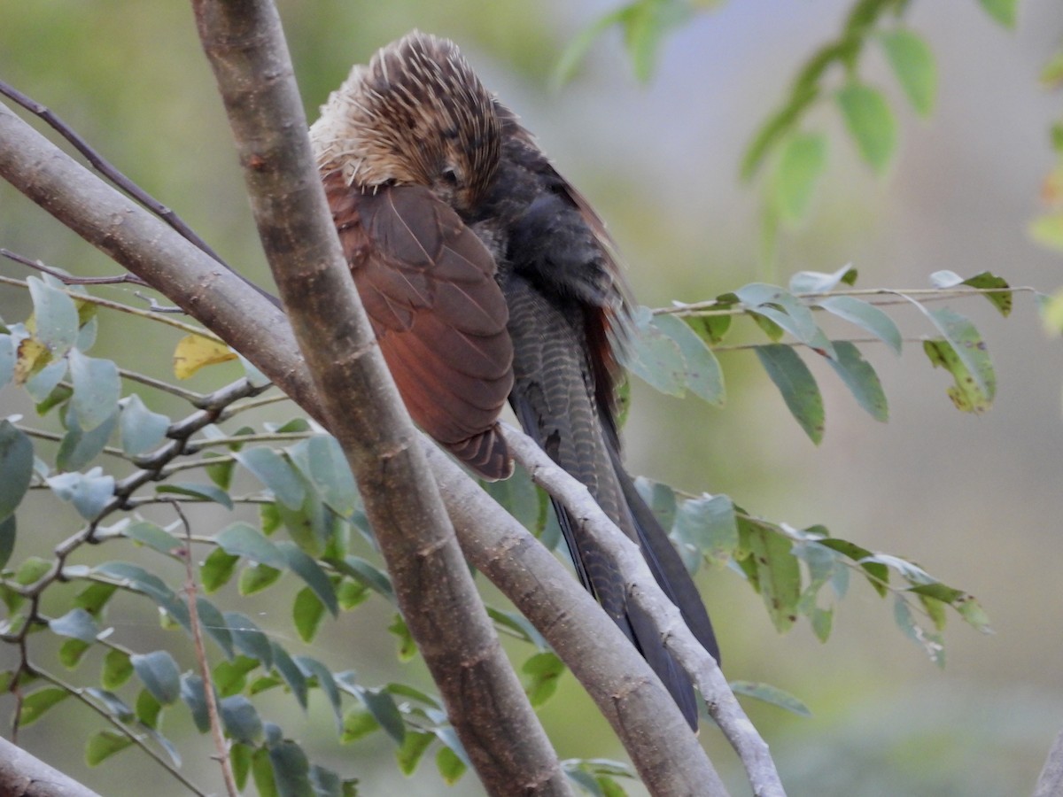 Lesser Coucal - ML435002561