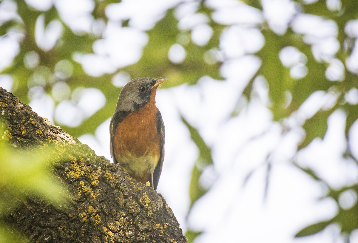 Kashmir Flycatcher - ML435002841