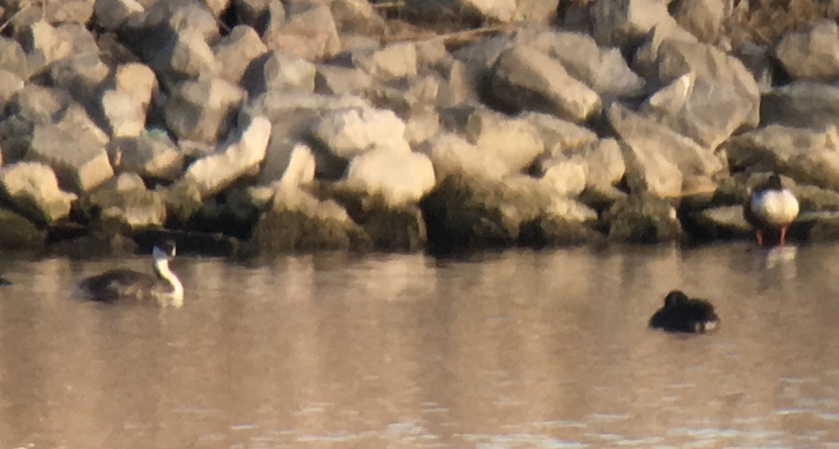 Red-necked Grebe - ML43500391