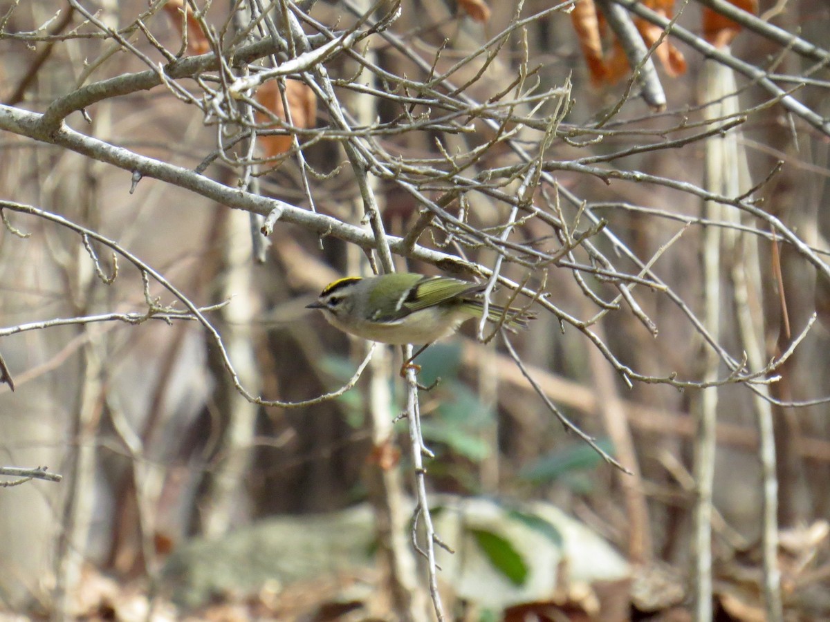 Golden-crowned Kinglet - ML43500471