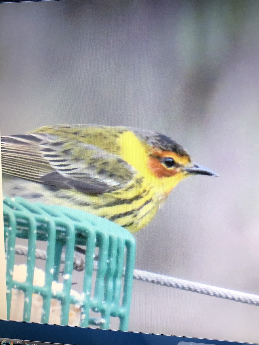 lesňáček skvrnitý - ML435005181