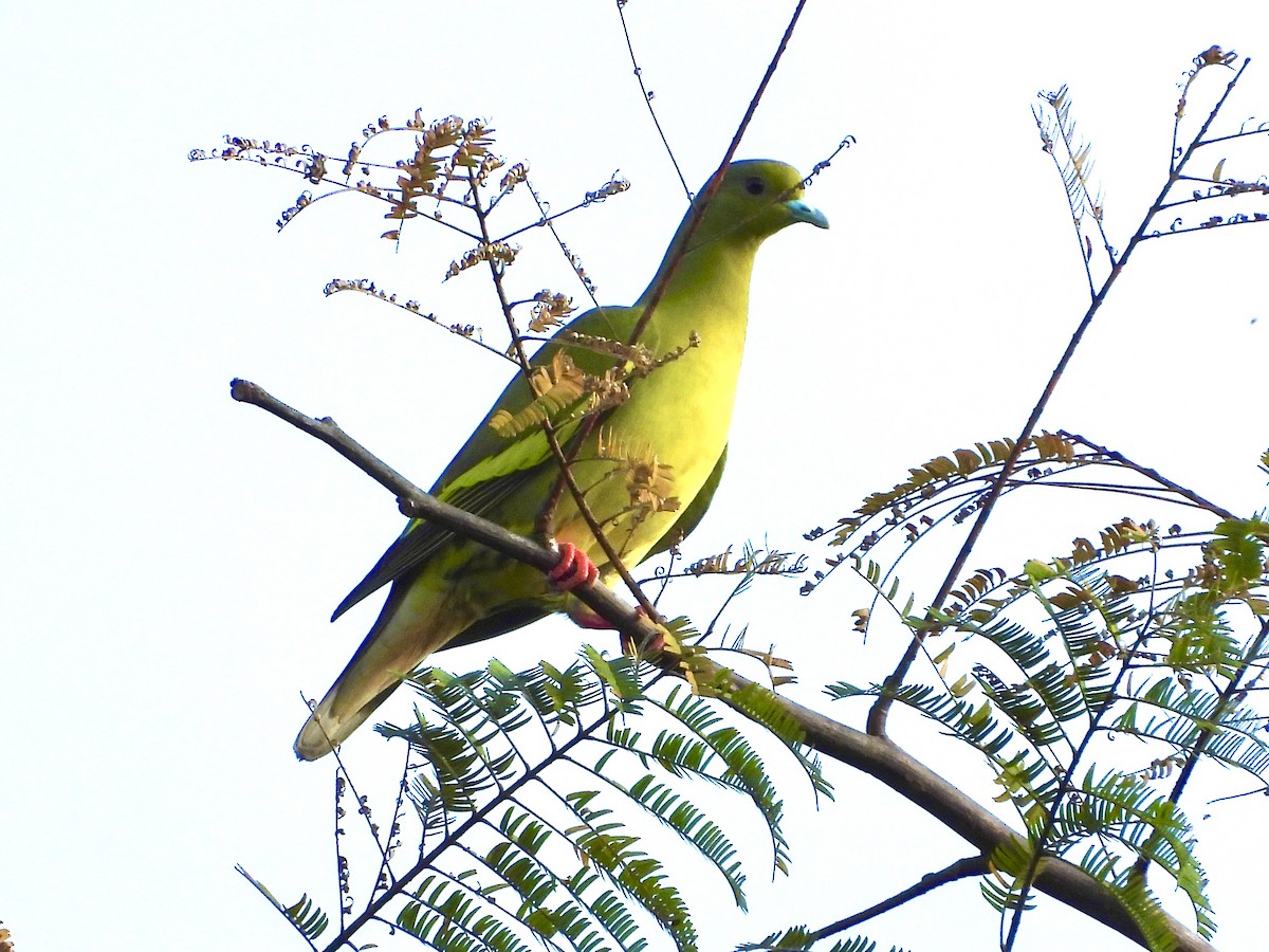 橙胸綠鳩 - ML435005871