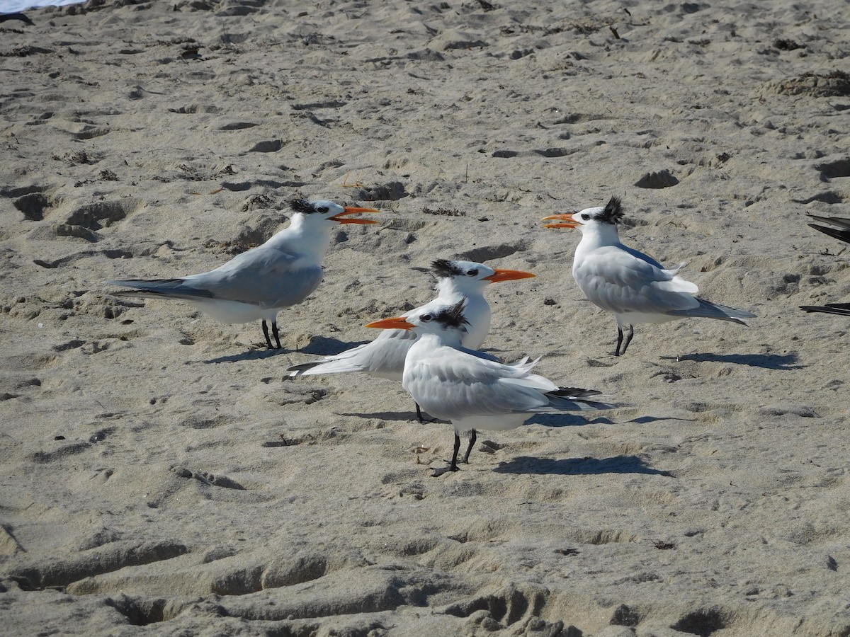 Royal Tern - Tanya Seshadri