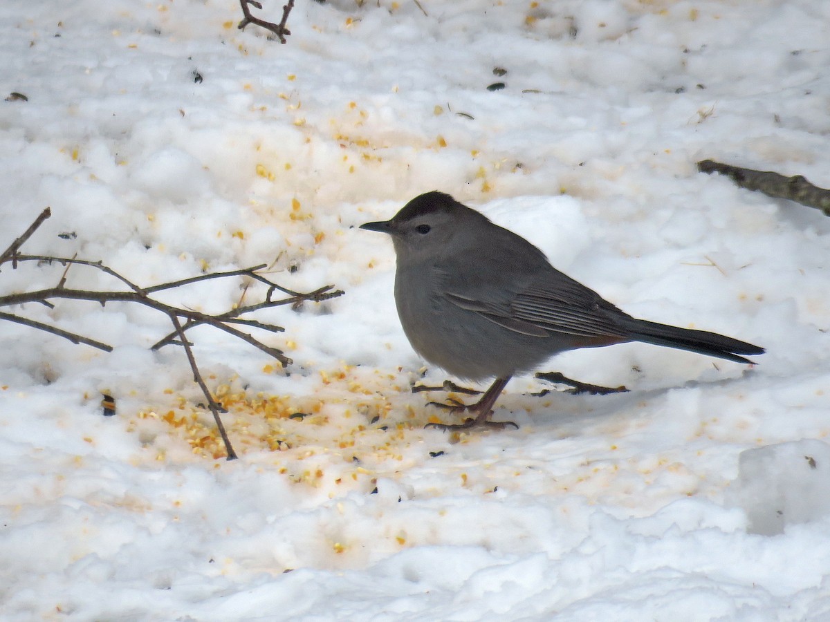 Gray Catbird - ML435007051