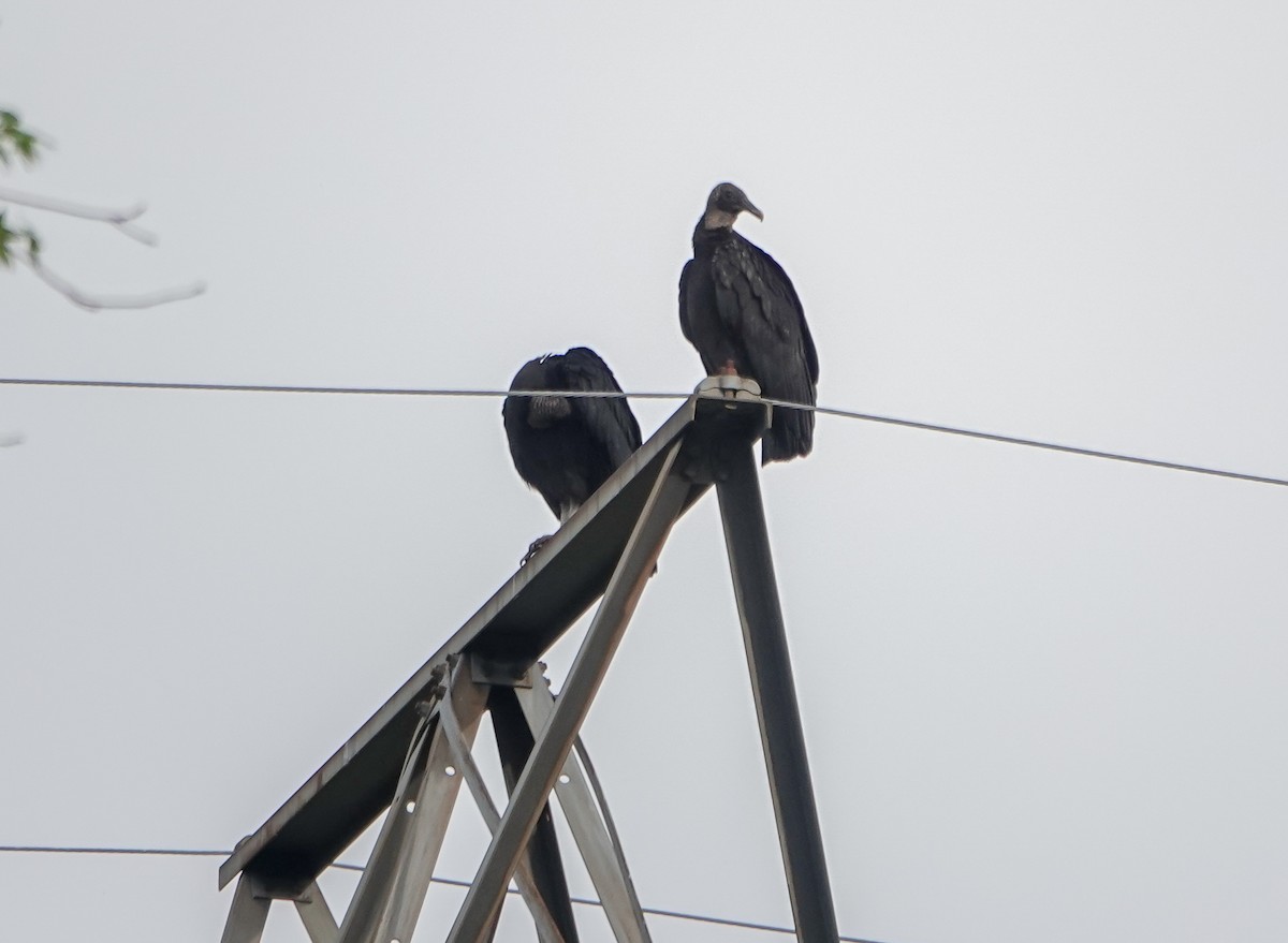 Black Vulture - ML435007791