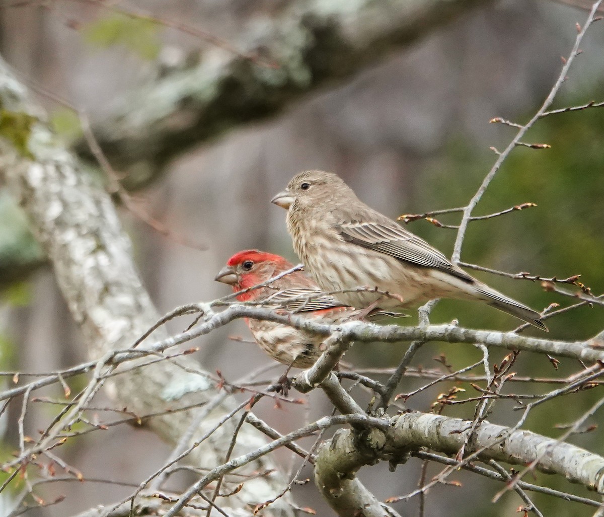 House Finch - ML435007821