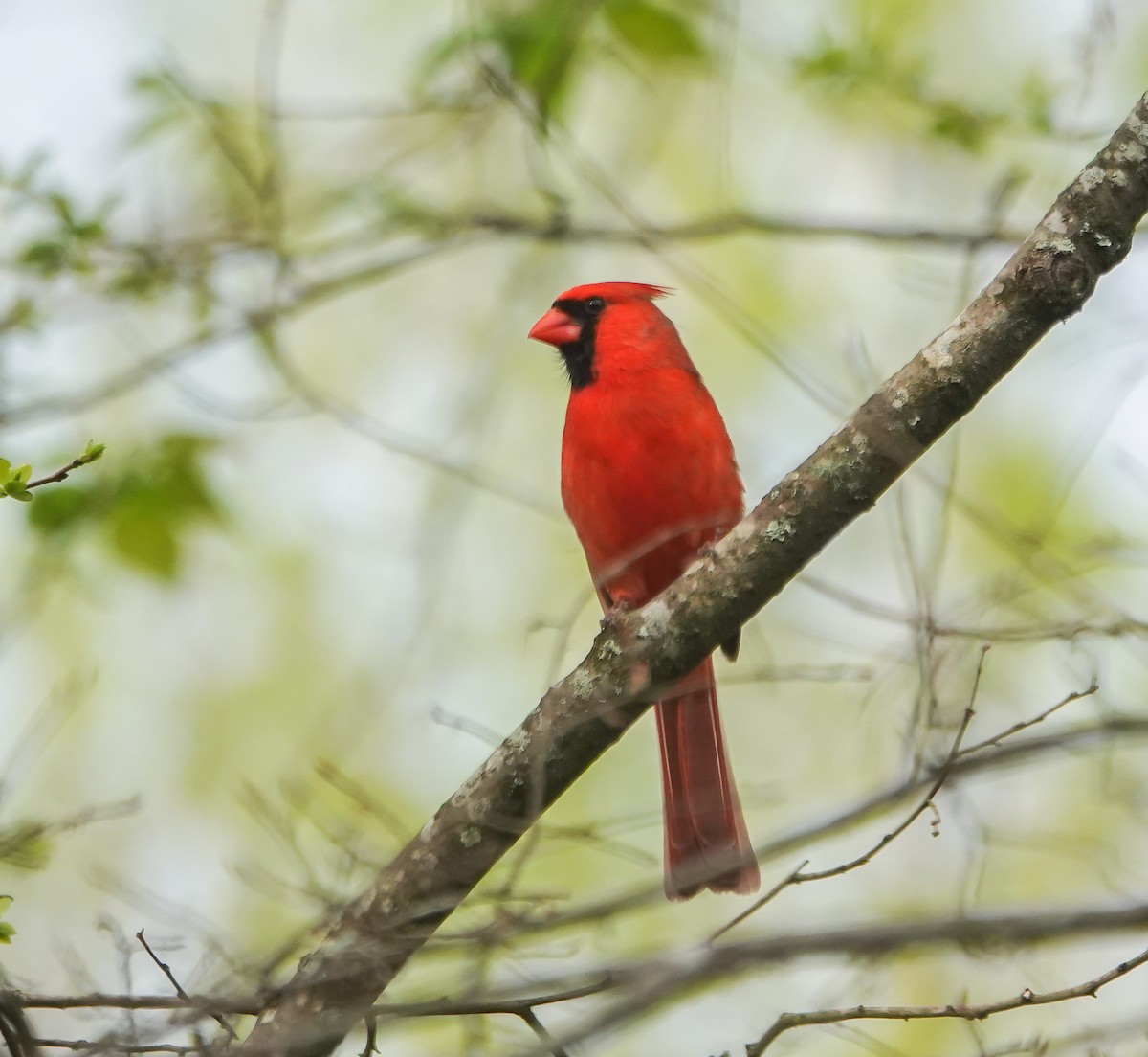 Northern Cardinal - Dave Hart