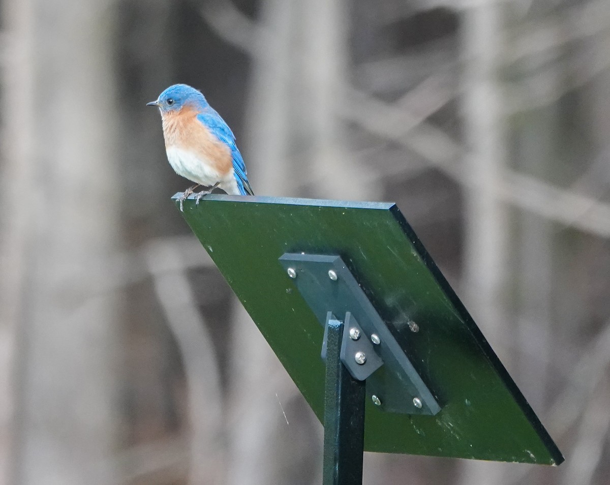 Eastern Bluebird - ML435007851