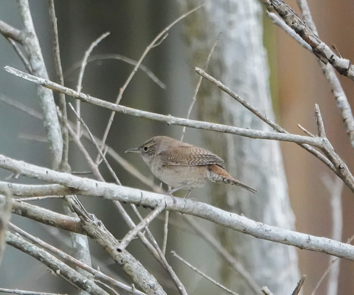 Northern House Wren - ML435007871