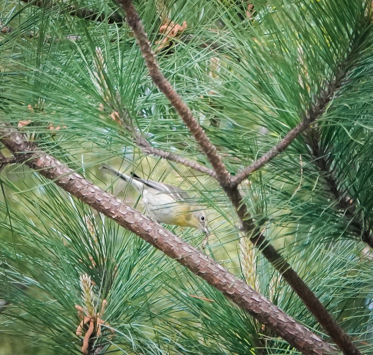 Pine Warbler - ML435007881