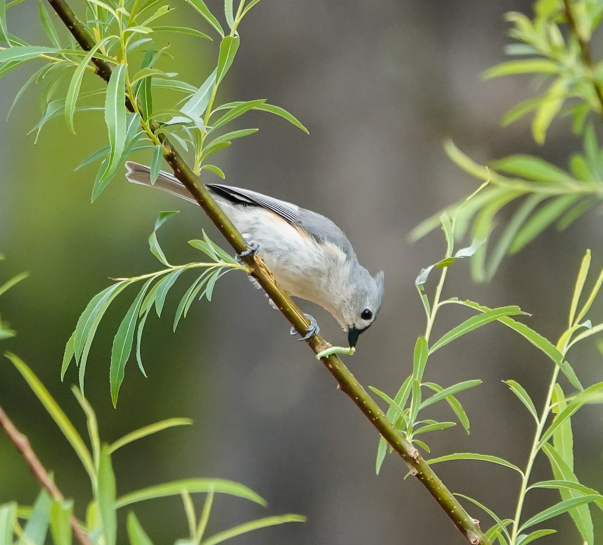 Tufted Titmouse - ML435007901