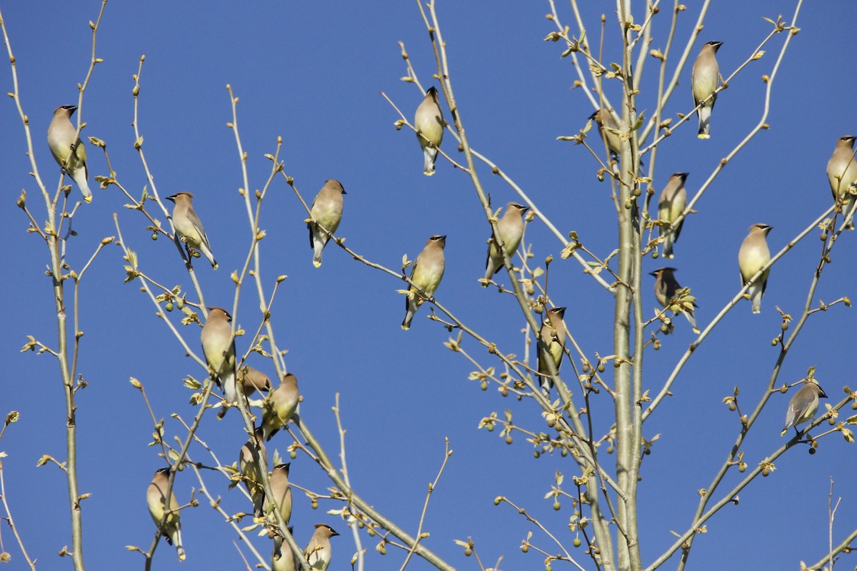 Cedar Waxwing - ML435010551