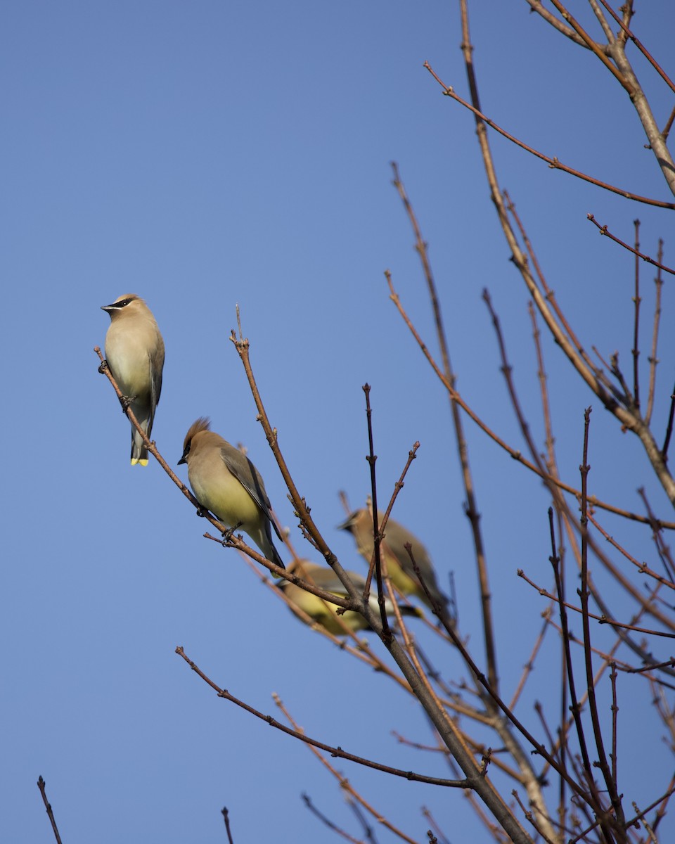 Cedar Waxwing - ML435010581