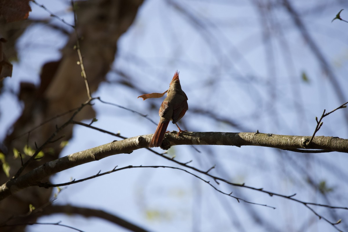 Cardinal rouge - ML435010611