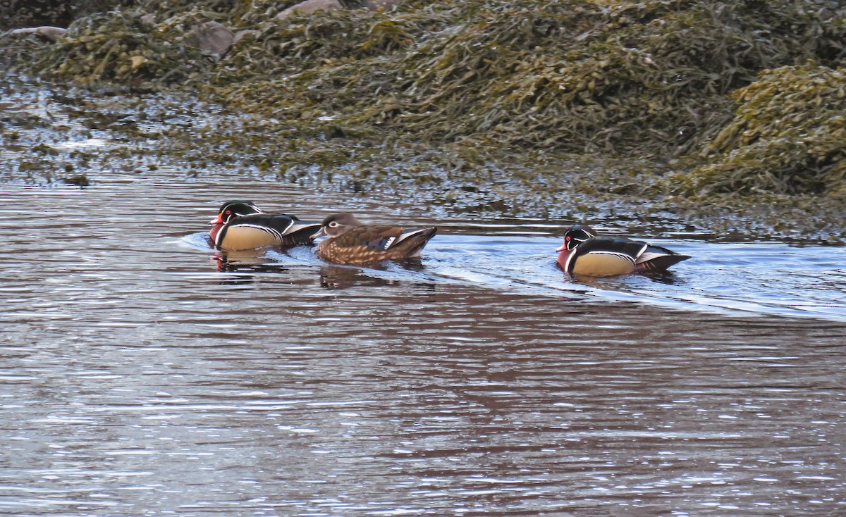 Wood Duck - ML435011251