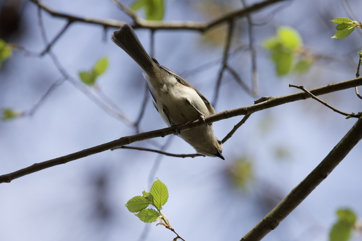 Mésange bicolore - ML435011601