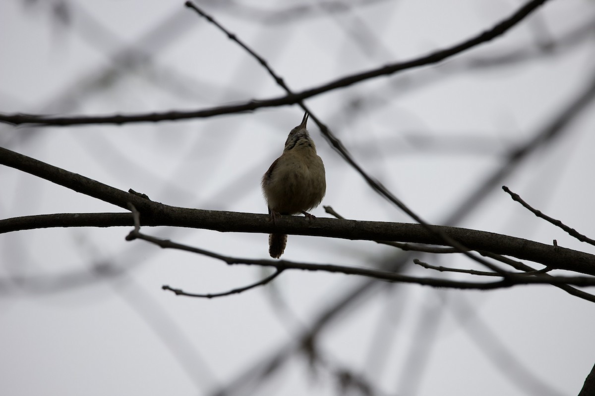 Carolina Wren - ML435011681