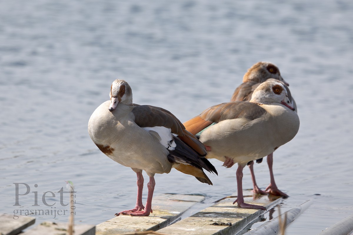 Egyptian Goose - Piet Grasmaijer