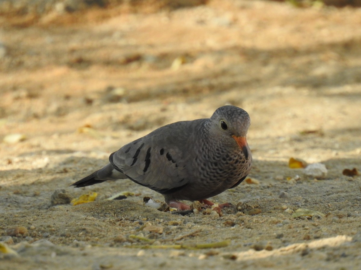 Common Ground Dove - Leandro Niebles Puello