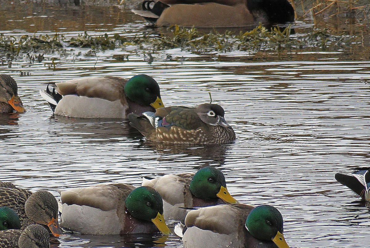 Wood Duck - Laurel Amirault