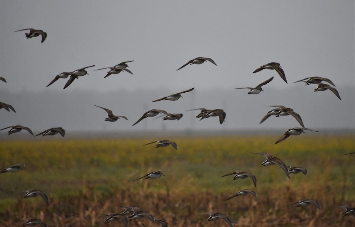 Pectoral Sandpiper - ML435013111