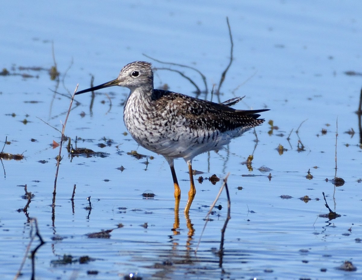 Greater Yellowlegs - ML435013961