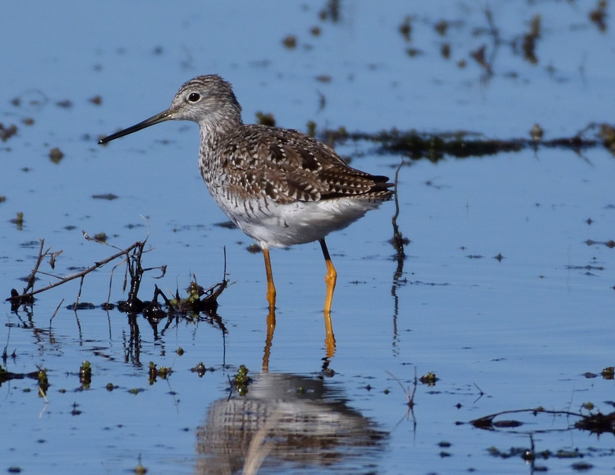 Greater Yellowlegs - ML435014001