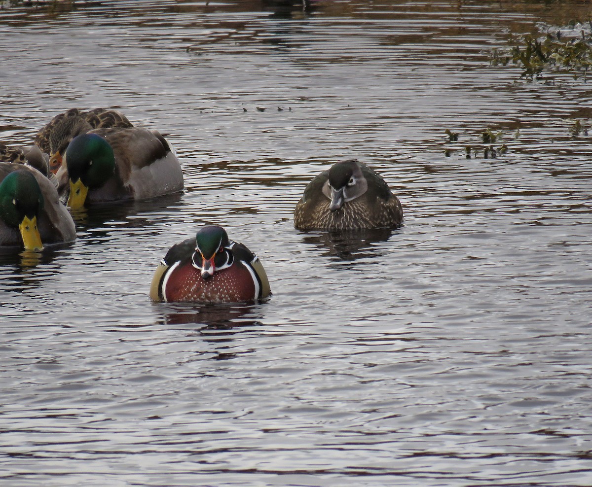 Wood Duck - ML435014041