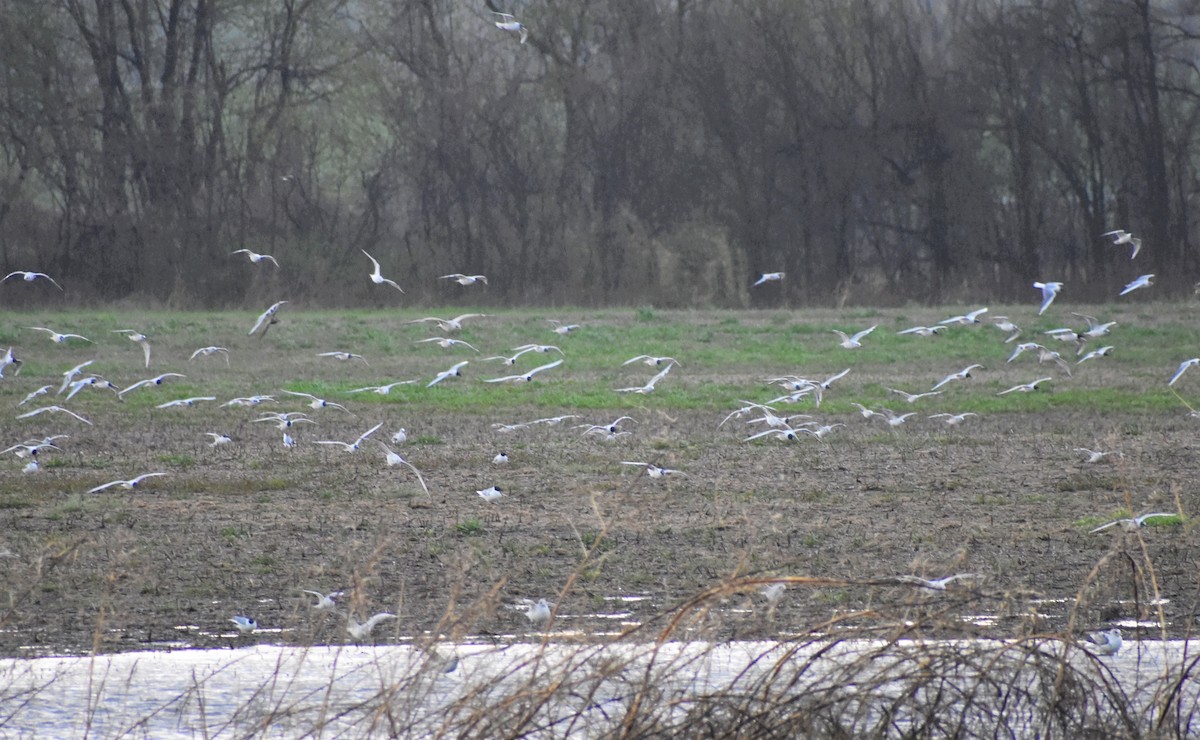 Bonaparte's Gull - ML435016291