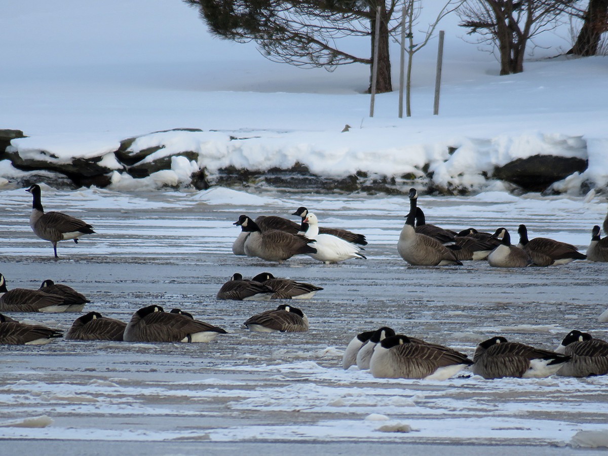 Snow Goose - ML435016721