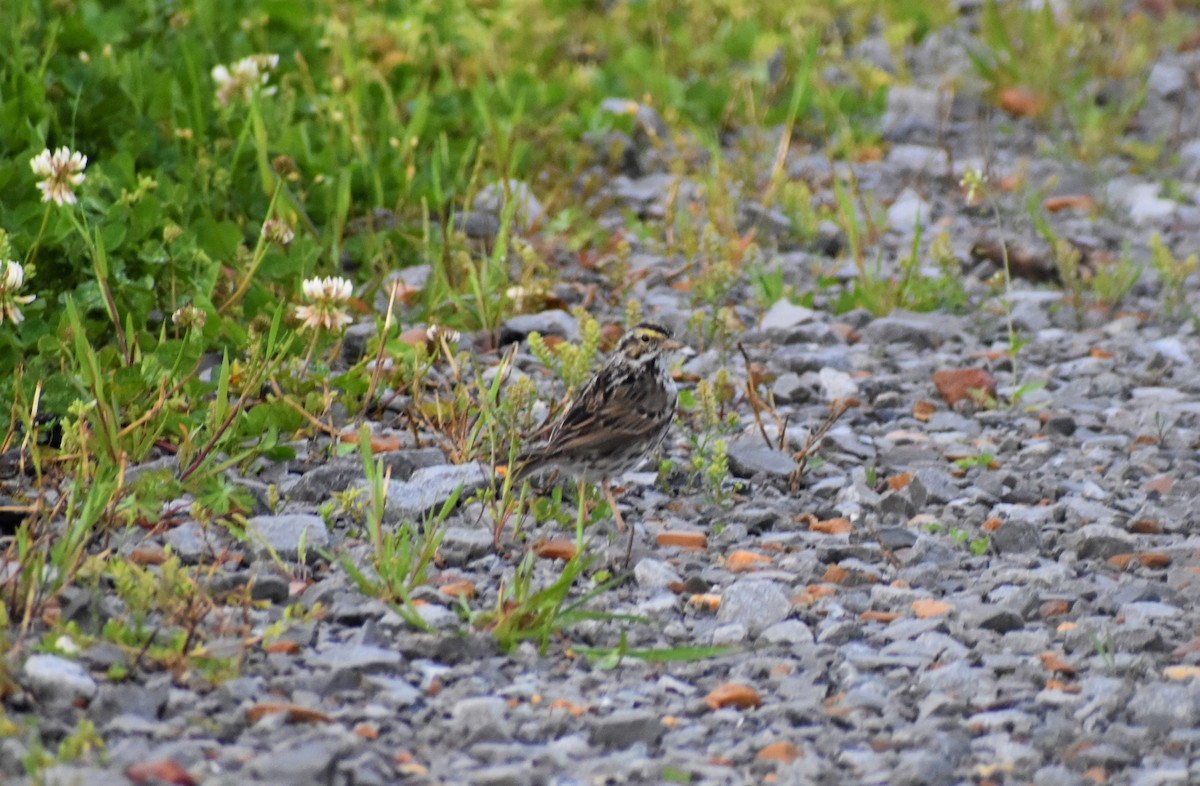 Savannah Sparrow - ML435018381