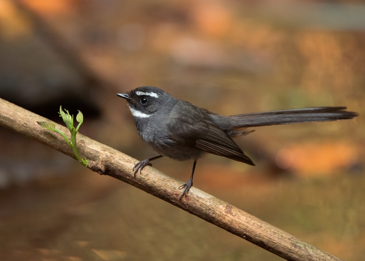 White-throated Fantail - Ayuwat Jearwattanakanok