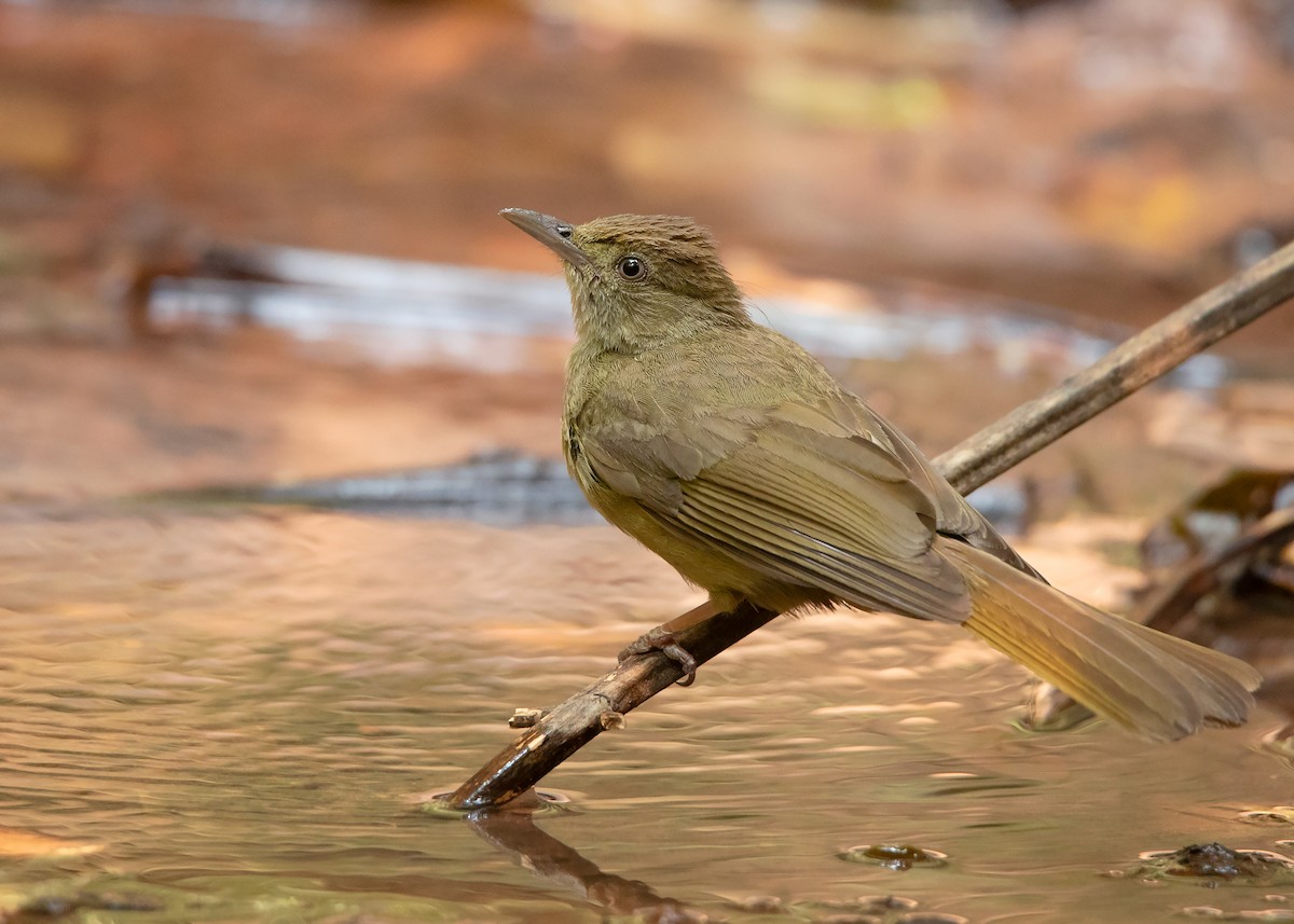 Gray-eyed Bulbul (Gray-eyed) - Ayuwat Jearwattanakanok