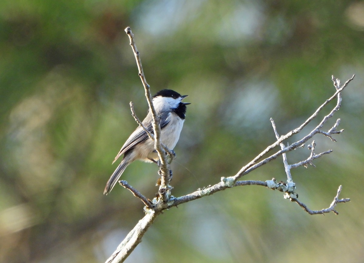 Carolina Chickadee - ML435019511