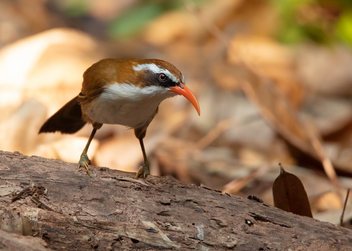 Red-billed Scimitar-Babbler - Ayuwat Jearwattanakanok