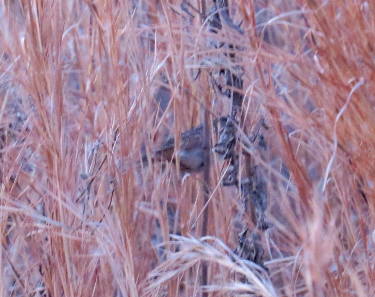 Sedge Wren - ML43502051