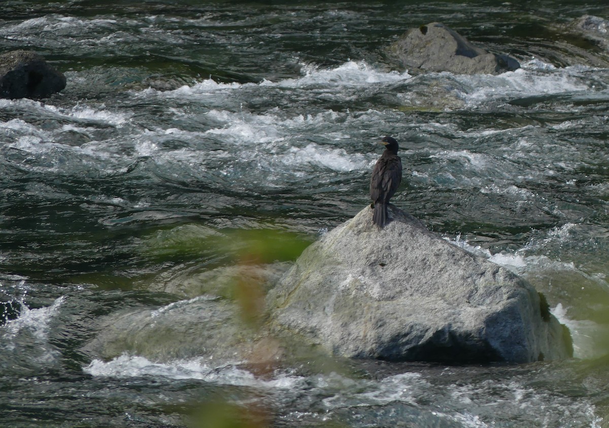 Neotropic Cormorant - ML435020641