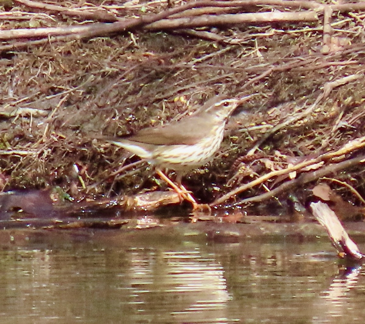 Louisiana Waterthrush - ML435021761