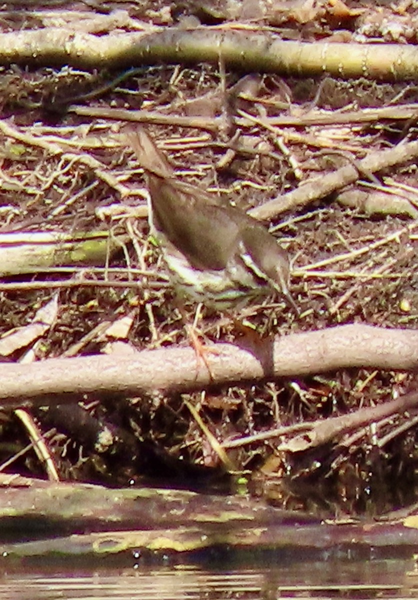 Louisiana Waterthrush - ML435021831