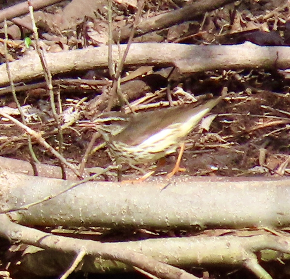 Louisiana Waterthrush - ML435022011